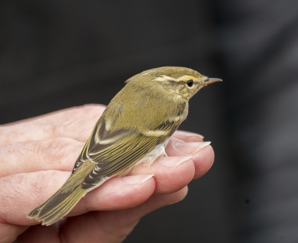 Yellow-browed Warbler - ML643771925
