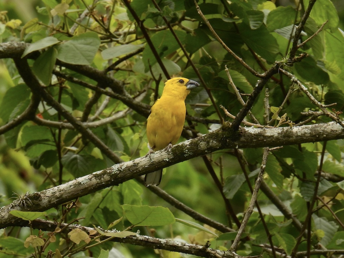 Golden Grosbeak - ML643771928