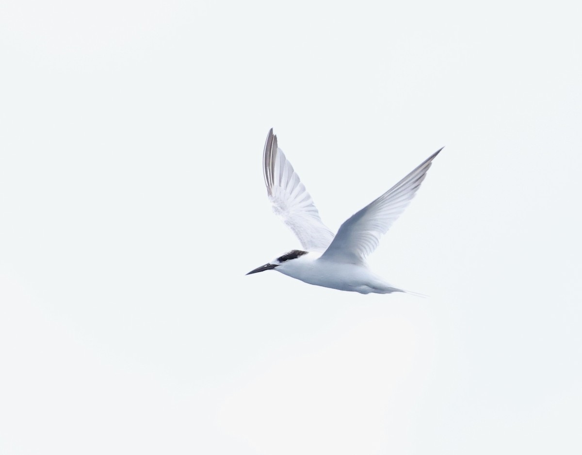 Black-naped Tern - ML643771938