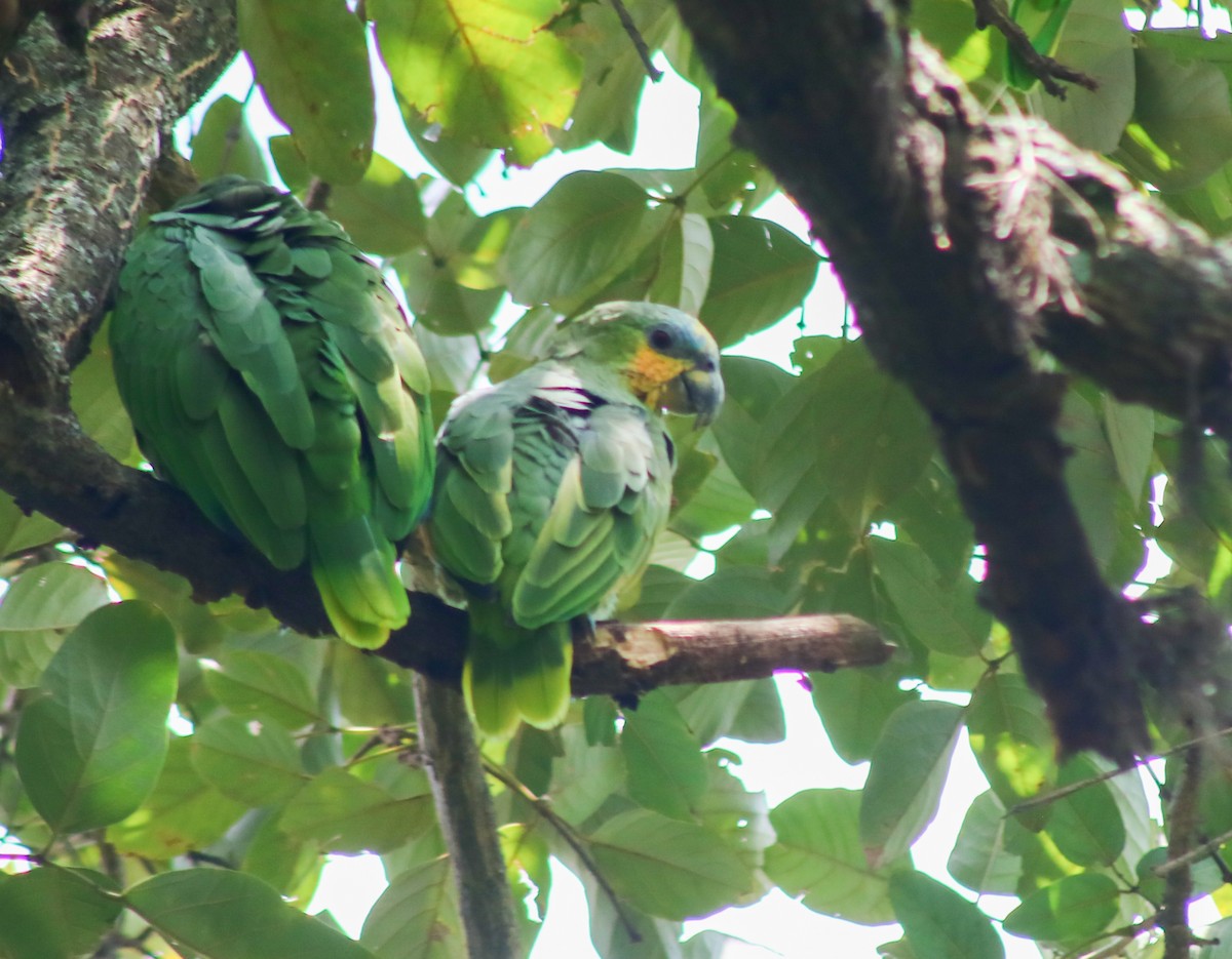 Orange-winged Amazon - ML643771943