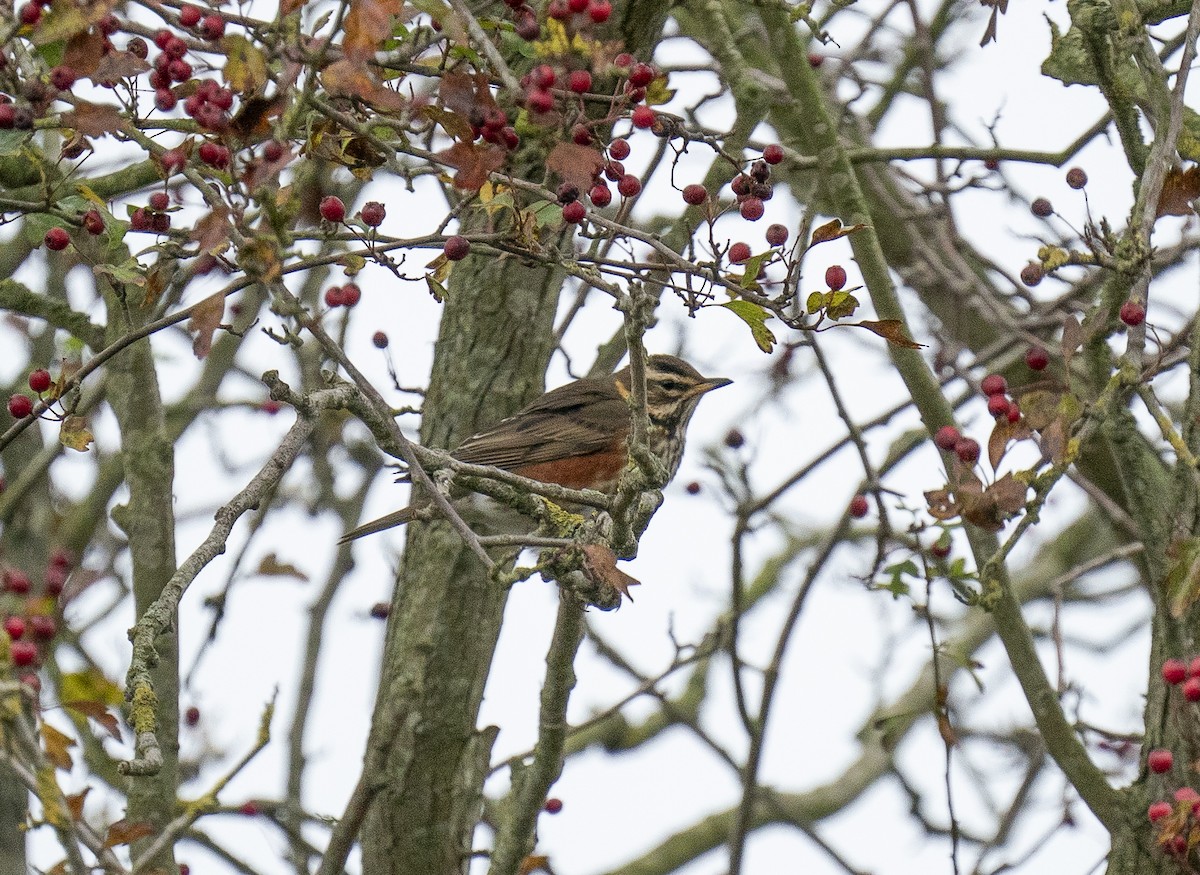 Redwing - ML643771947