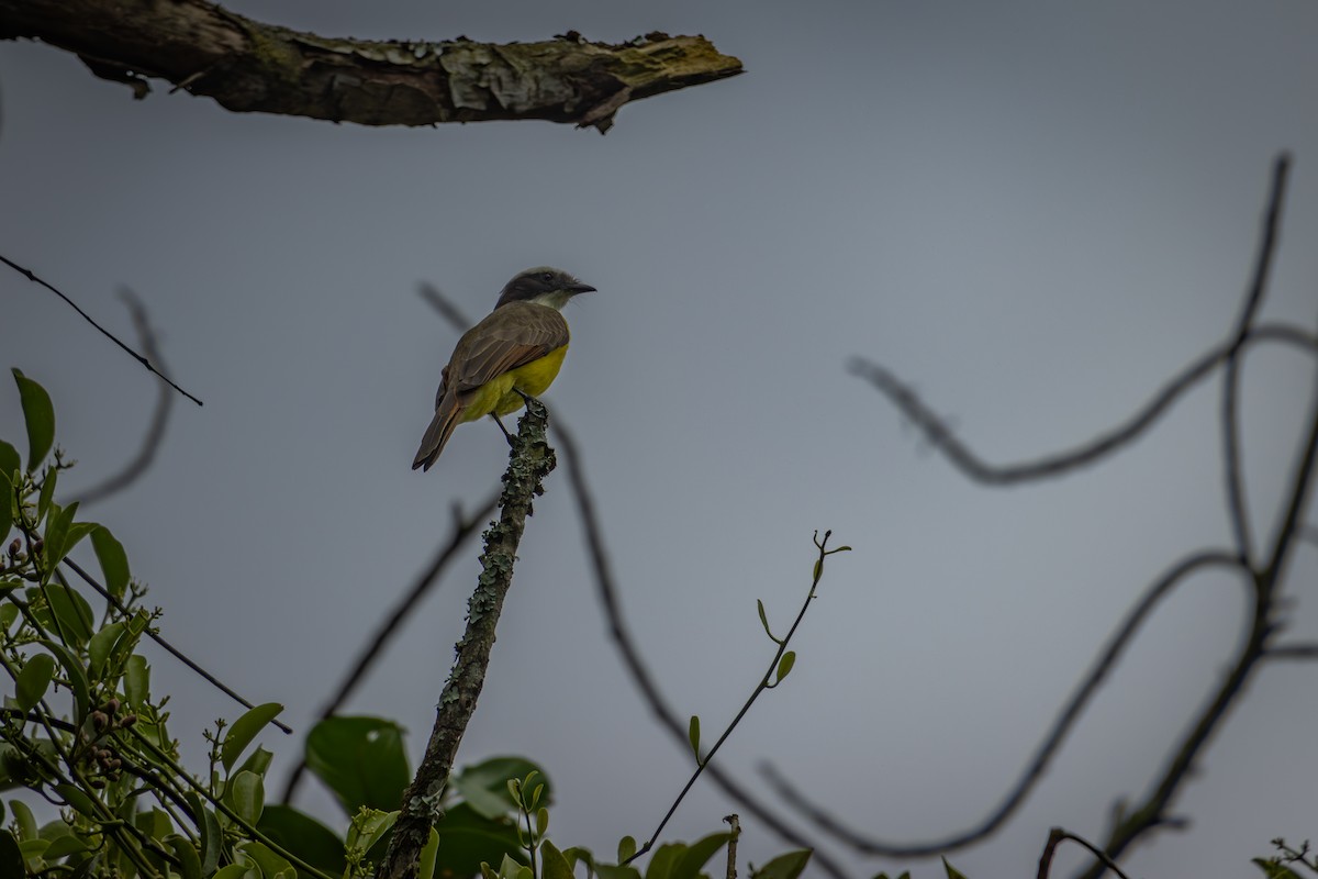 Rusty-margined Flycatcher - ML643771954