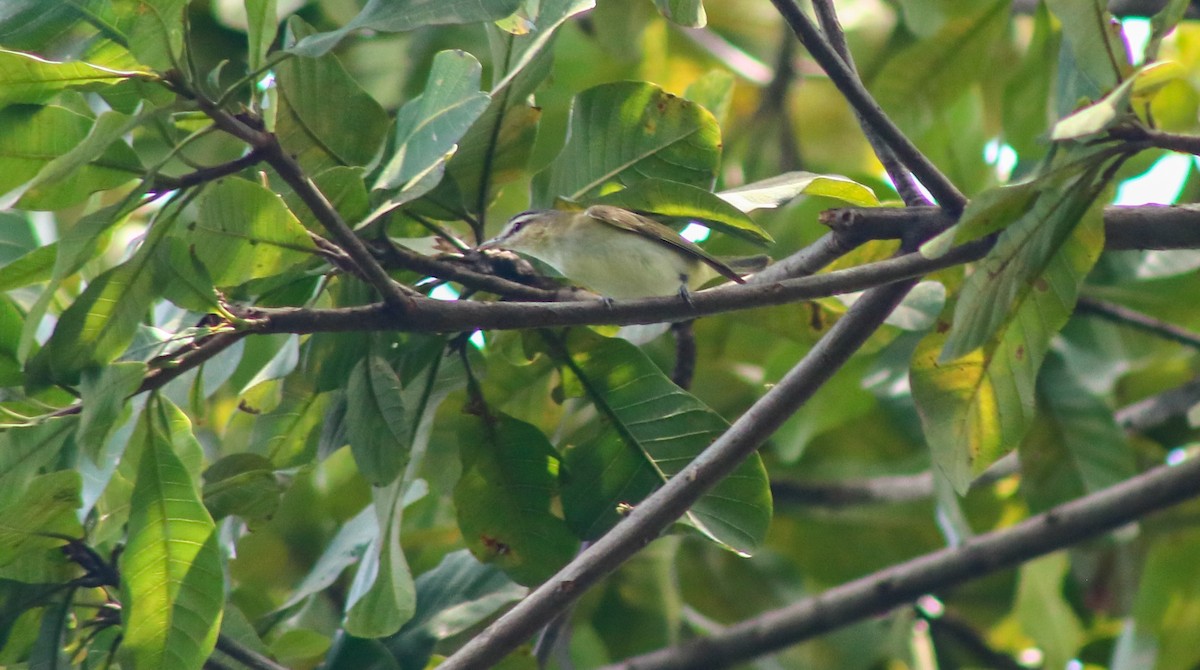 Red-eyed Vireo - ML643771963