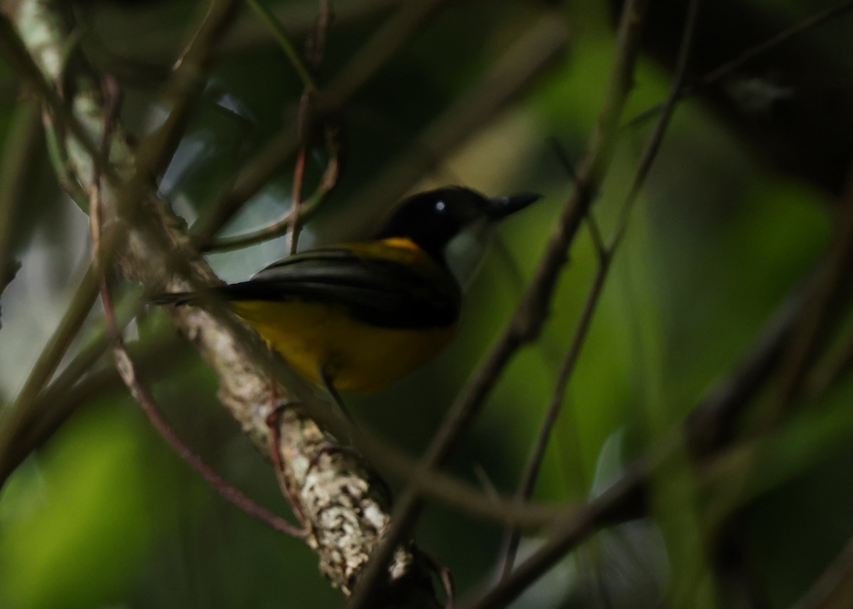 Black-tailed Whistler - ML643771964