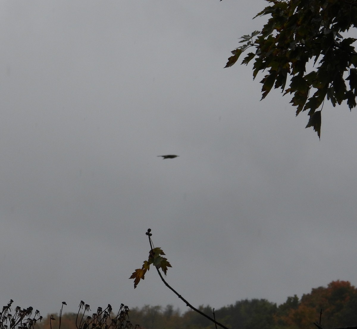 Sharp-shinned Hawk - ML643771966