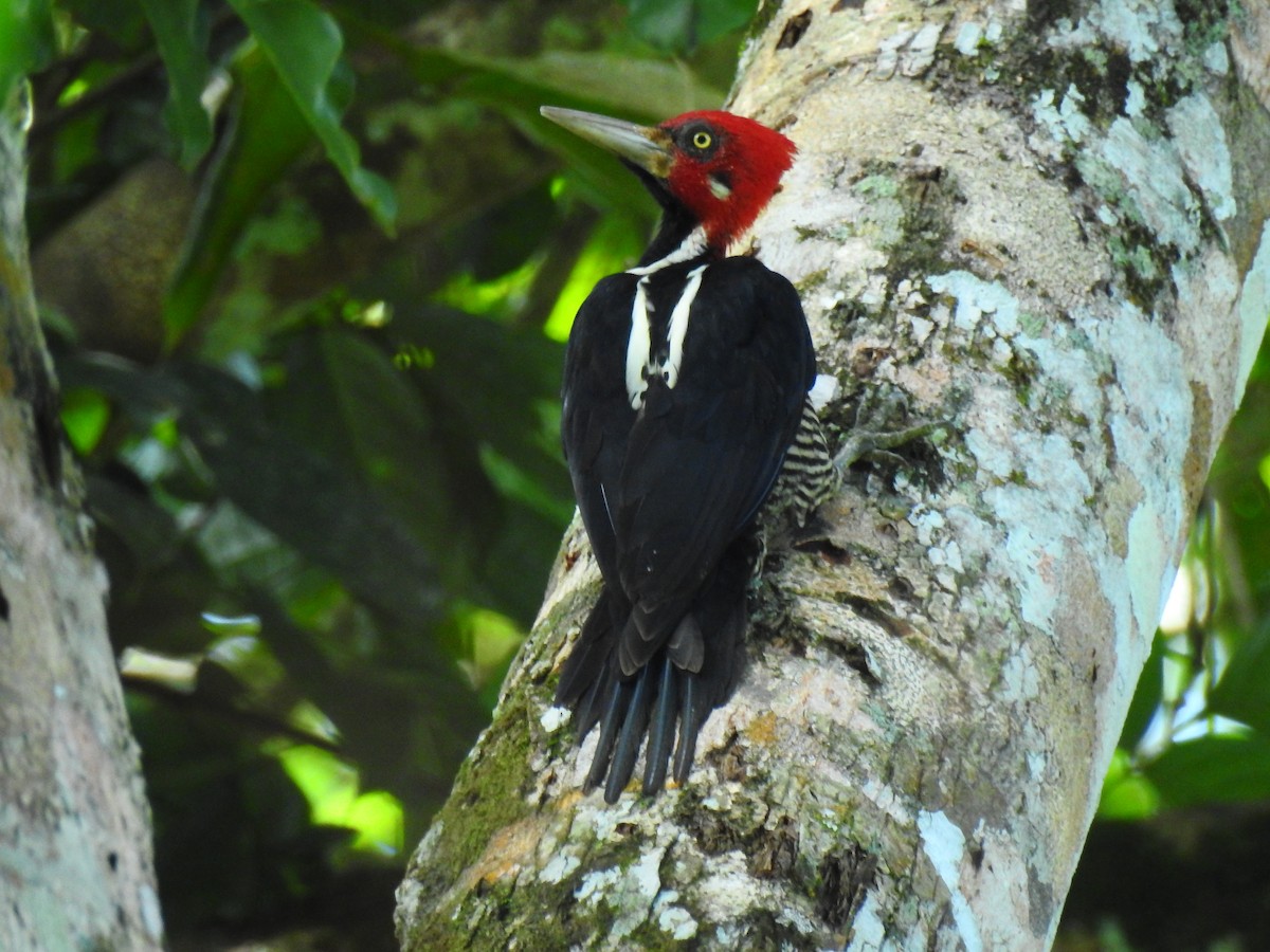 Crimson-crested Woodpecker - ML643771968
