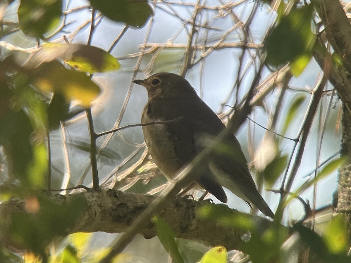 Swainson's Thrush - ML643771976