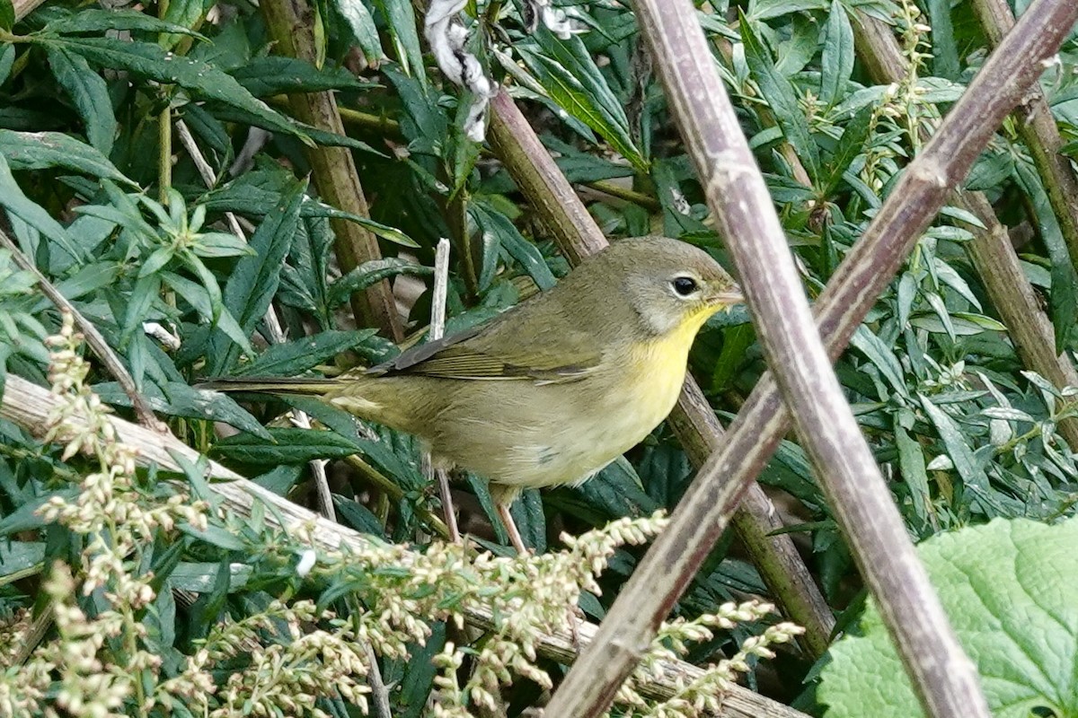 Common Yellowthroat - ML643771987