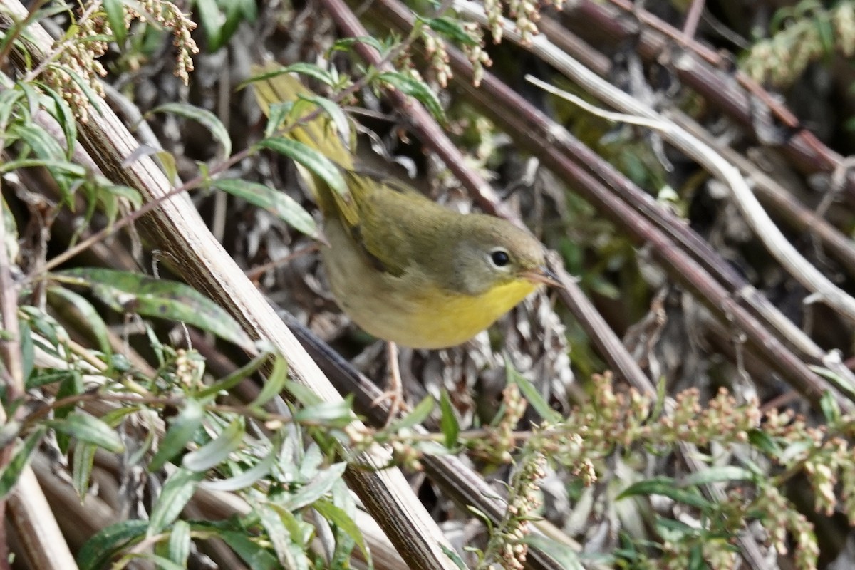 Common Yellowthroat - ML643771988