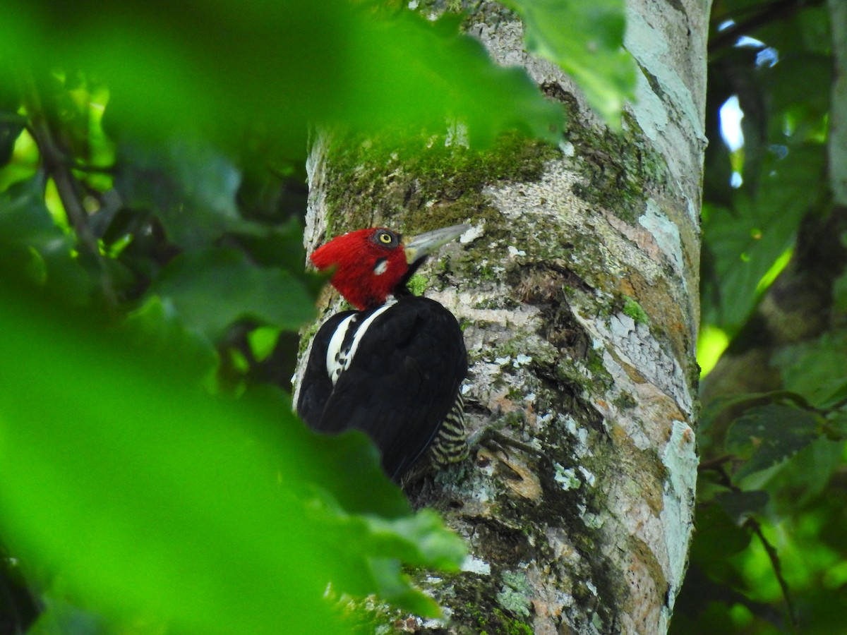 Crimson-crested Woodpecker - ML643771990
