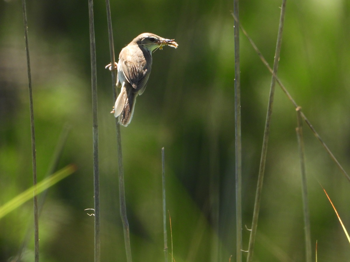 Blunt-winged Warbler - ML643772016