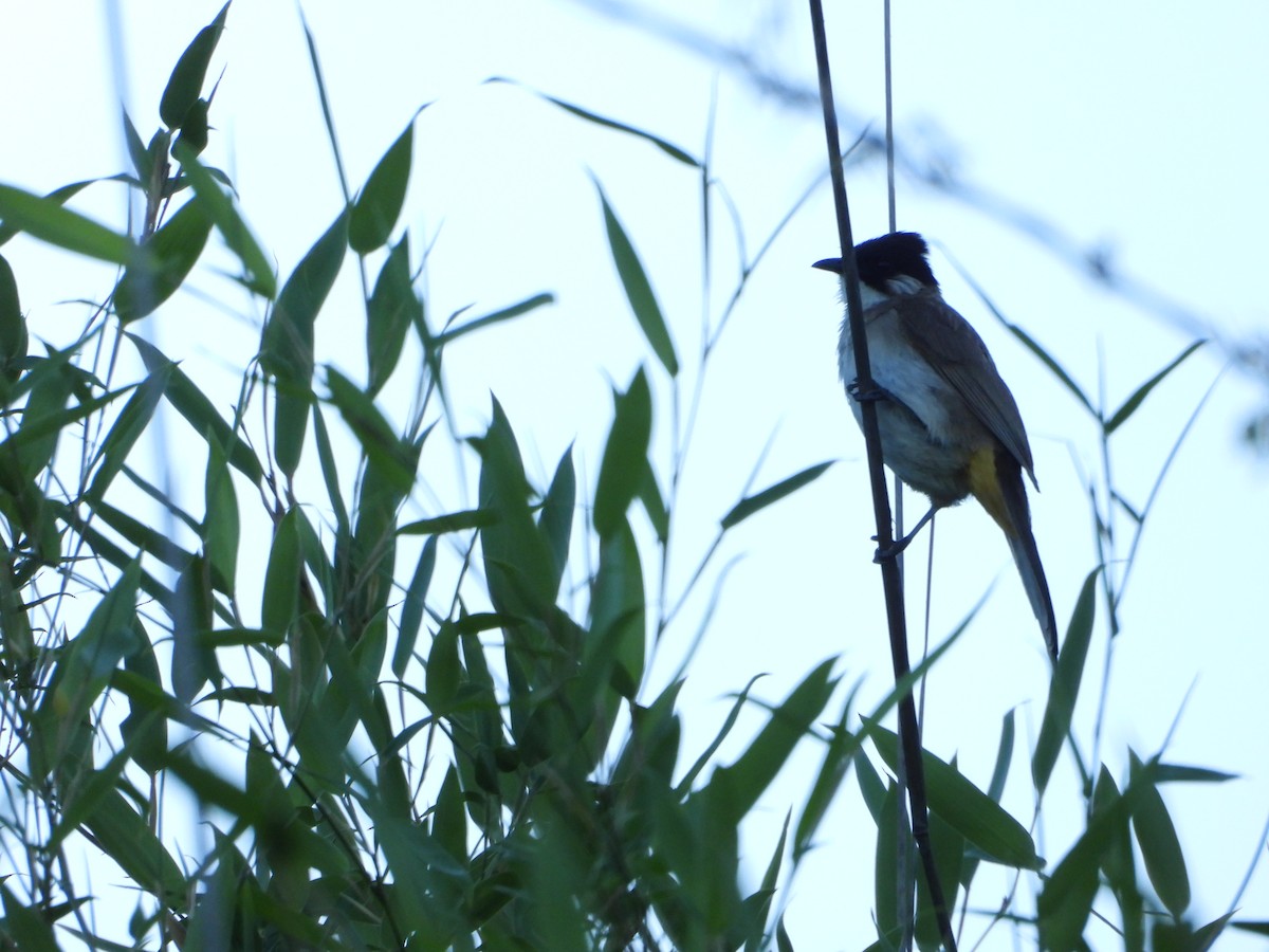 Brown-breasted Bulbul - ML643772041