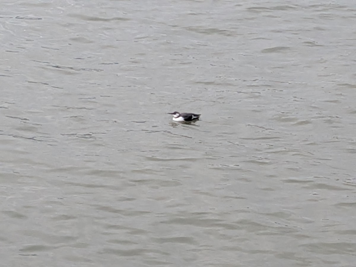 Common Murre - ML643772082