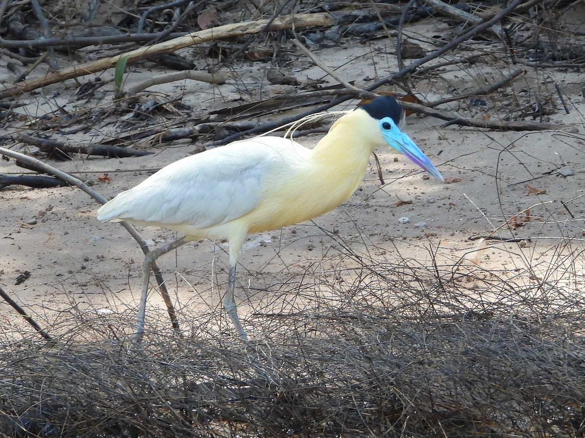 Capped Heron - ML643772103