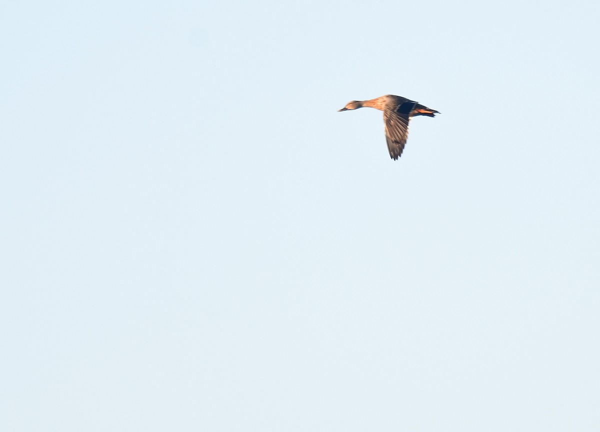 Canard brun - ML643772111