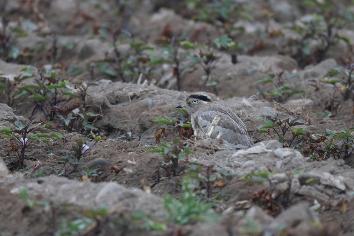Peruvian Thick-knee - ML643772125