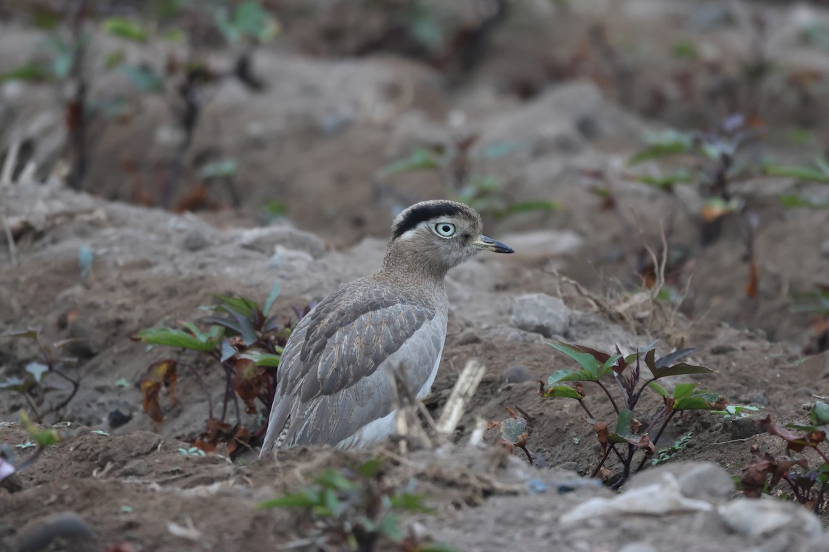 Peruvian Thick-knee - ML643772126