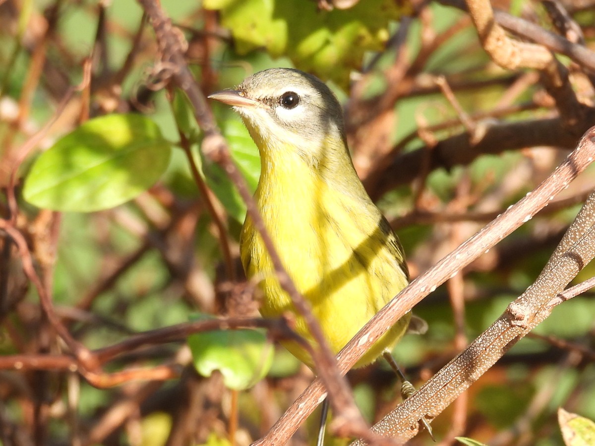 buskparula - ML643772130