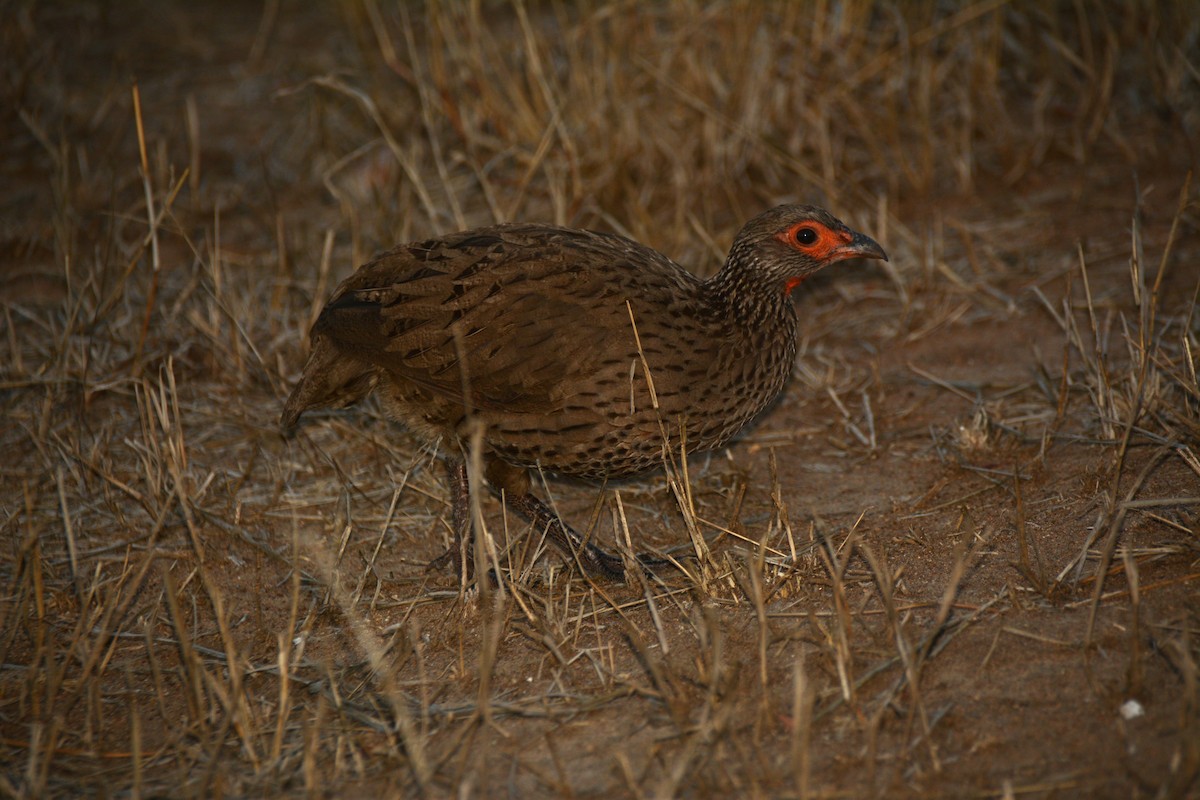 Swainson's Spurfowl - ML643772143