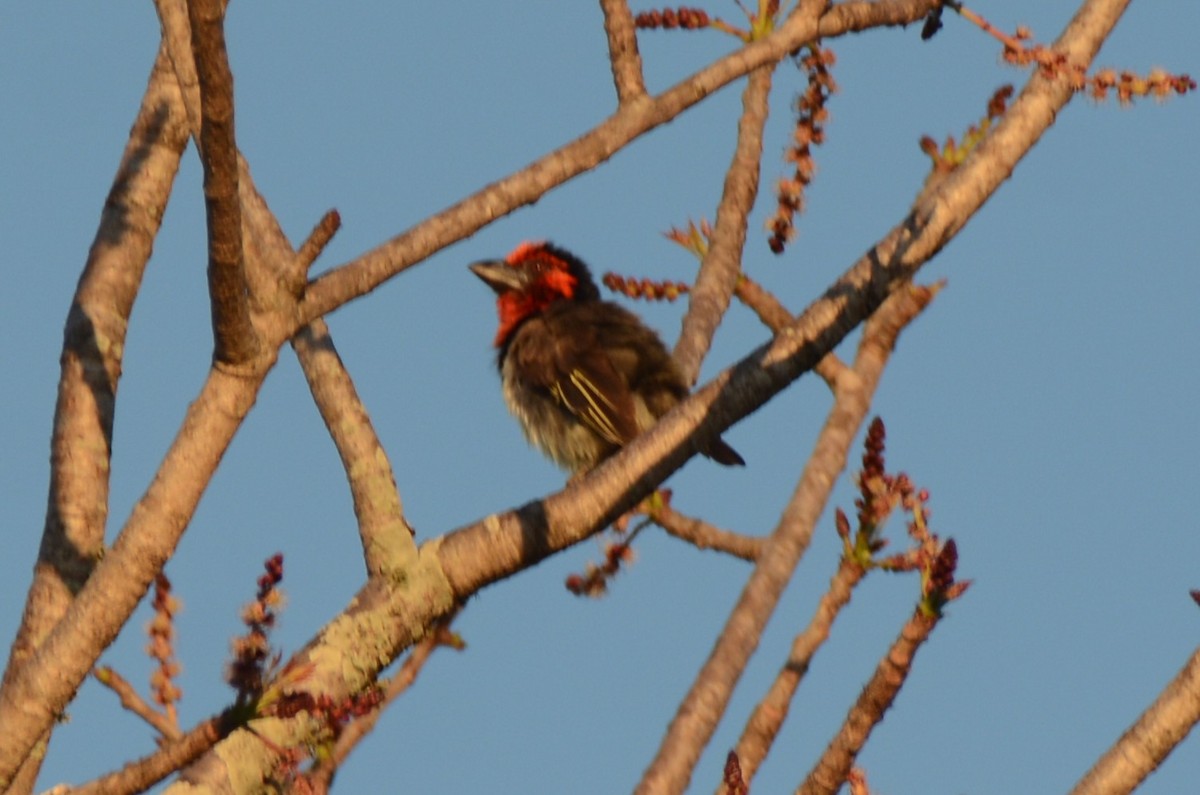Black-collared Barbet - ML643772159
