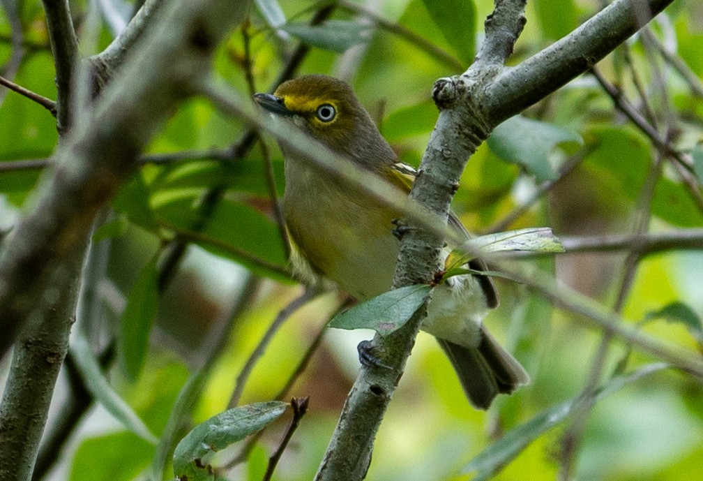 Weißaugenvireo - ML643772175