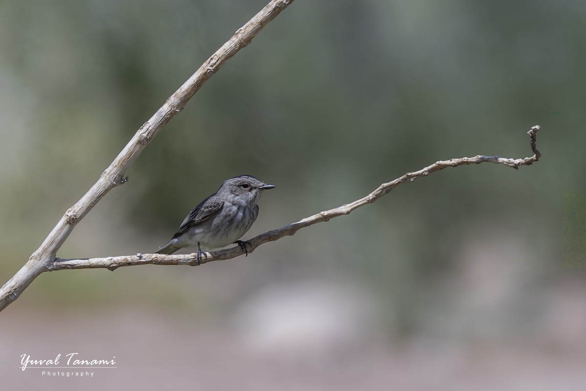 Spotted Flycatcher - ML643772200