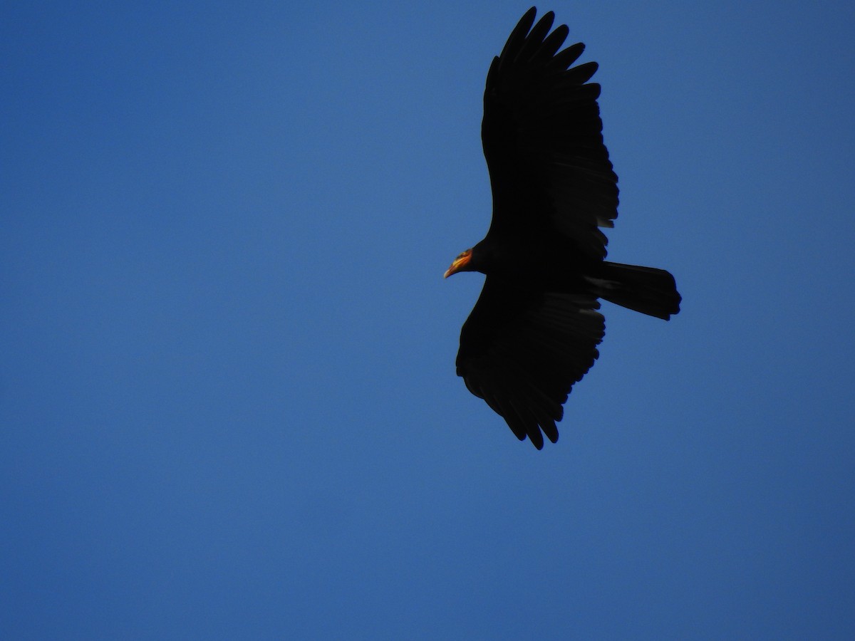 Greater Yellow-headed Vulture - ML643772206