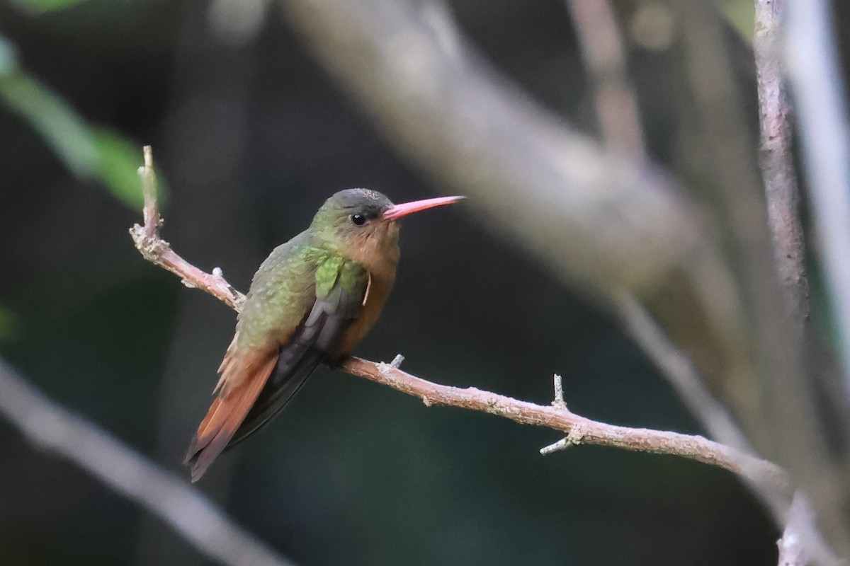 Cinnamon Hummingbird - ML643772210