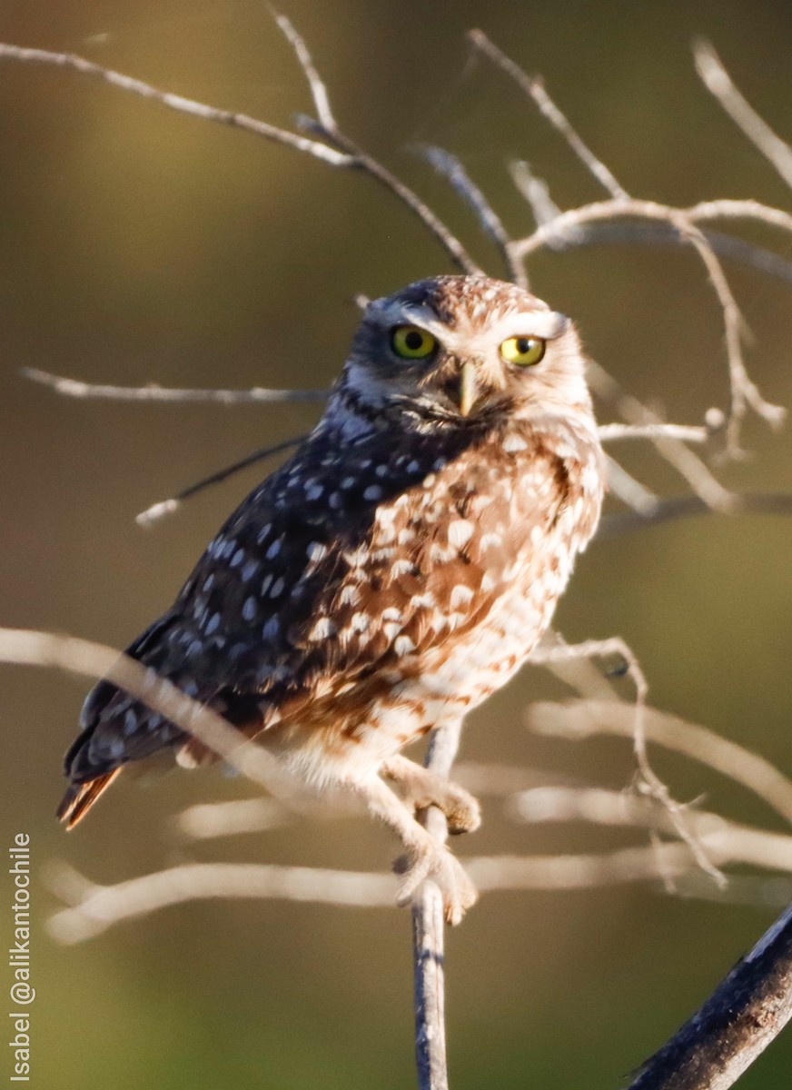 Burrowing Owl - ML643772233