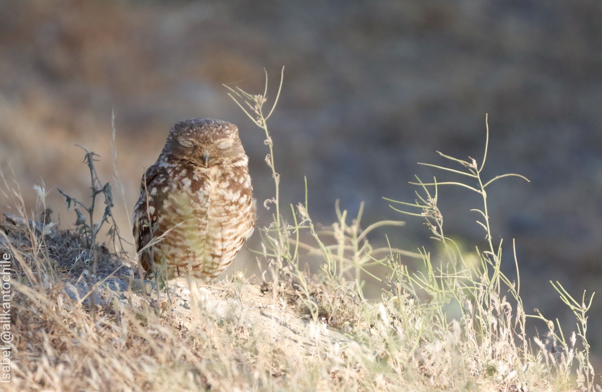Burrowing Owl - ML643772236