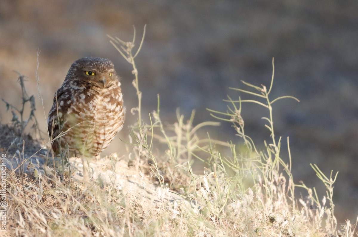Burrowing Owl - ML643772237