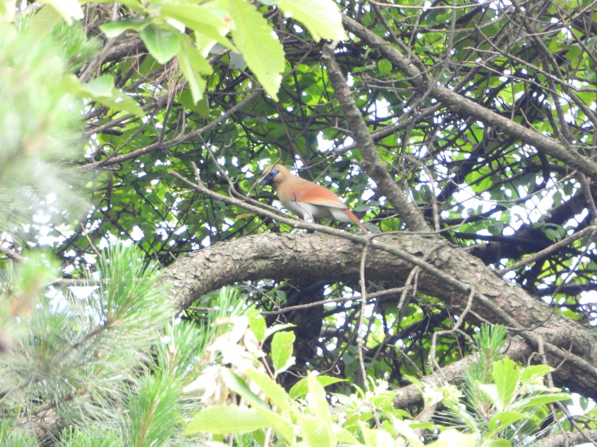 Buffy Laughingthrush - ML643772246