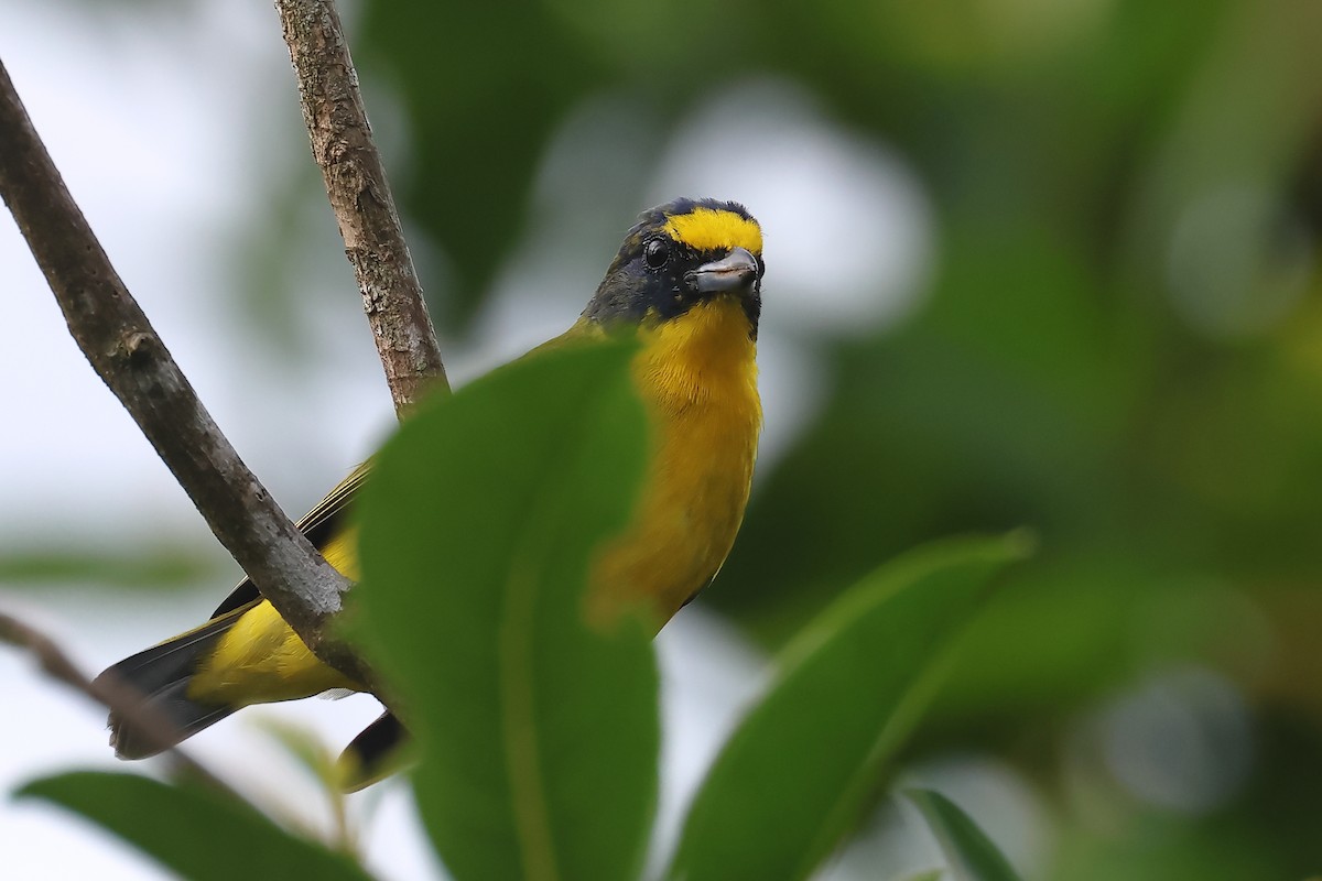 Yellow-throated Euphonia - ML643772278