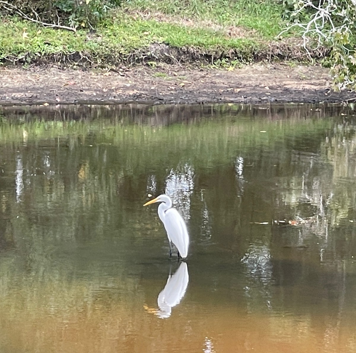 Great Egret - ML643772281