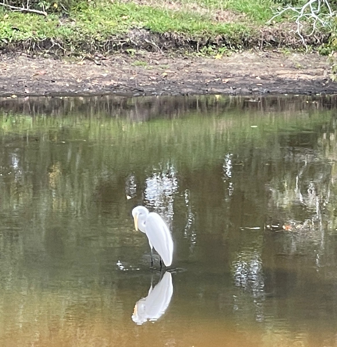 Great Egret - ML643772282
