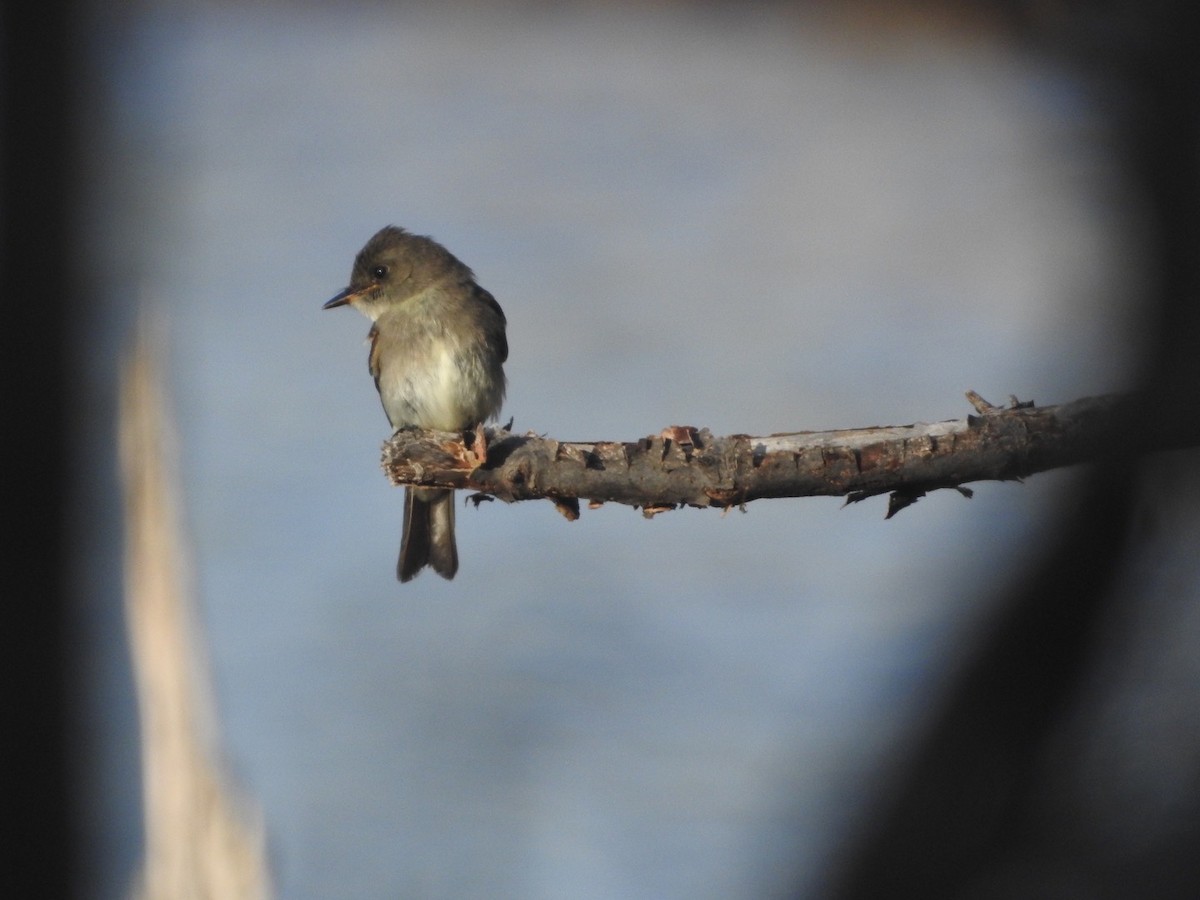 Eastern Wood-Pewee - ML643772291