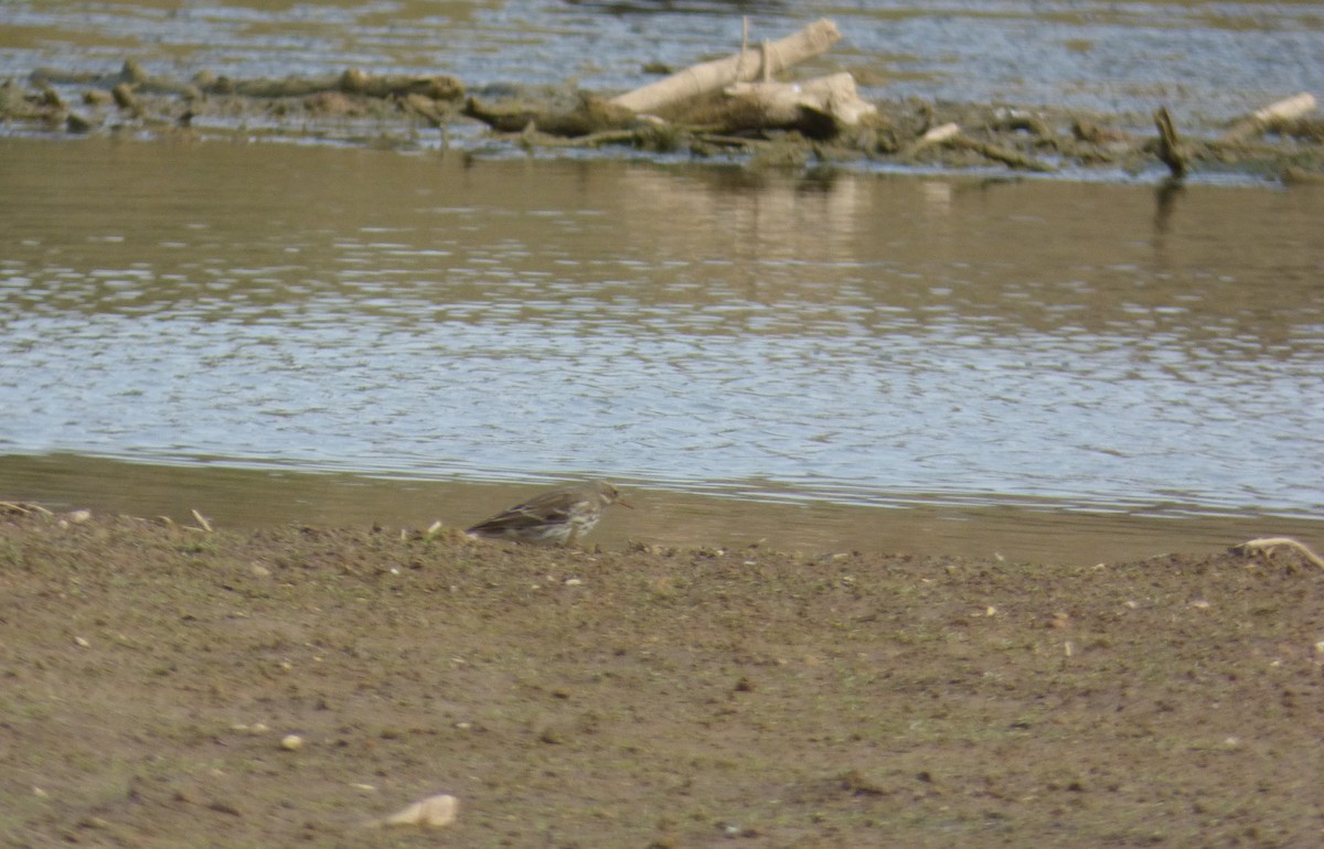 Water Pipit - ML643772297