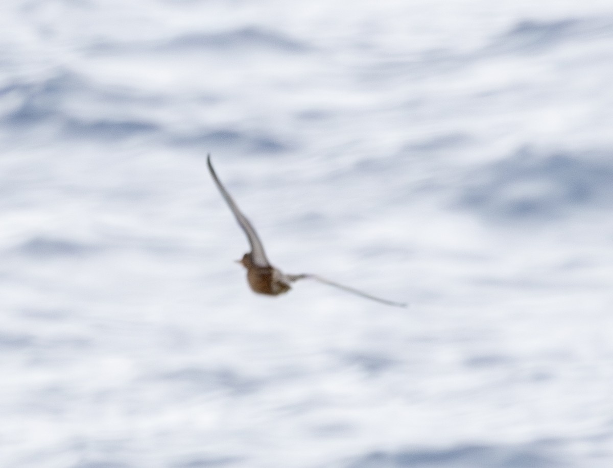 lyskonoh ploskozobý - ML643772300