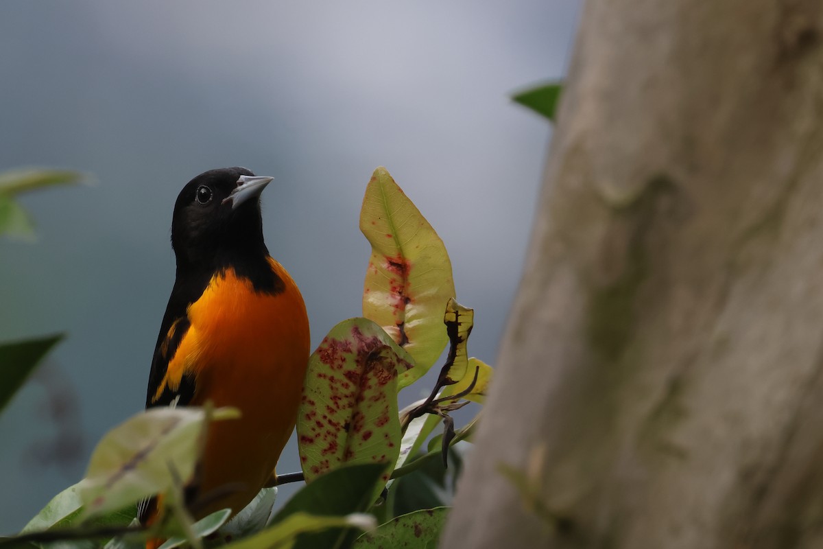 Baltimore Oriole - ML643772309