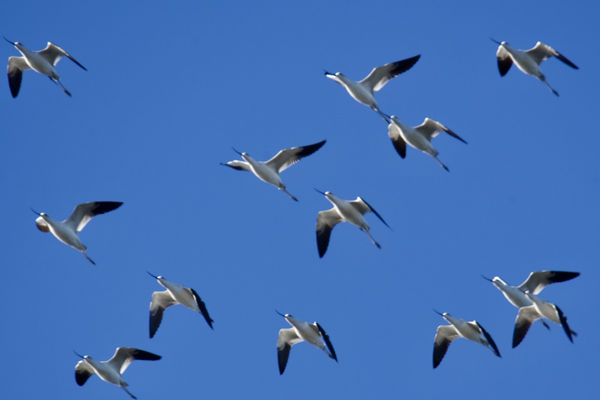 American Avocet - ML643772311