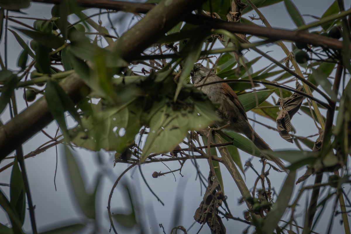 Pale-breasted Spinetail - ML643772330