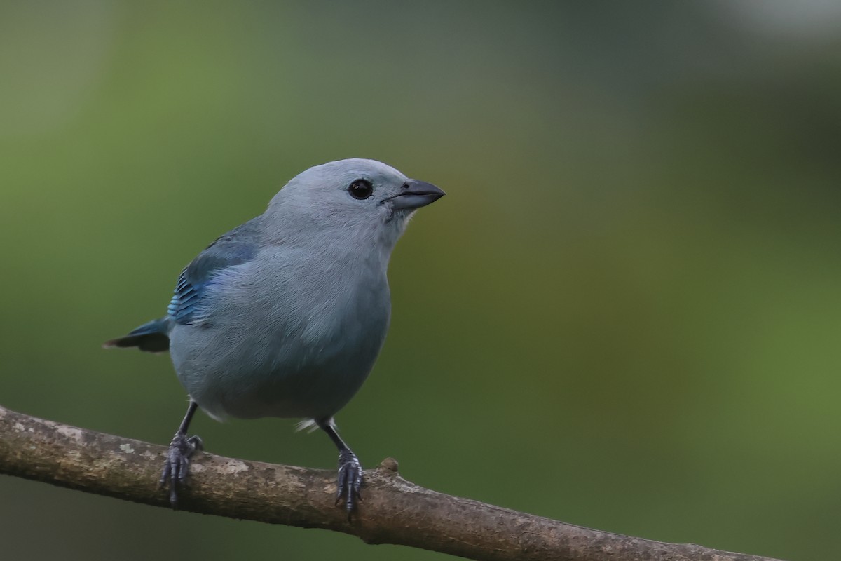 Blue-gray Tanager - ML643772339