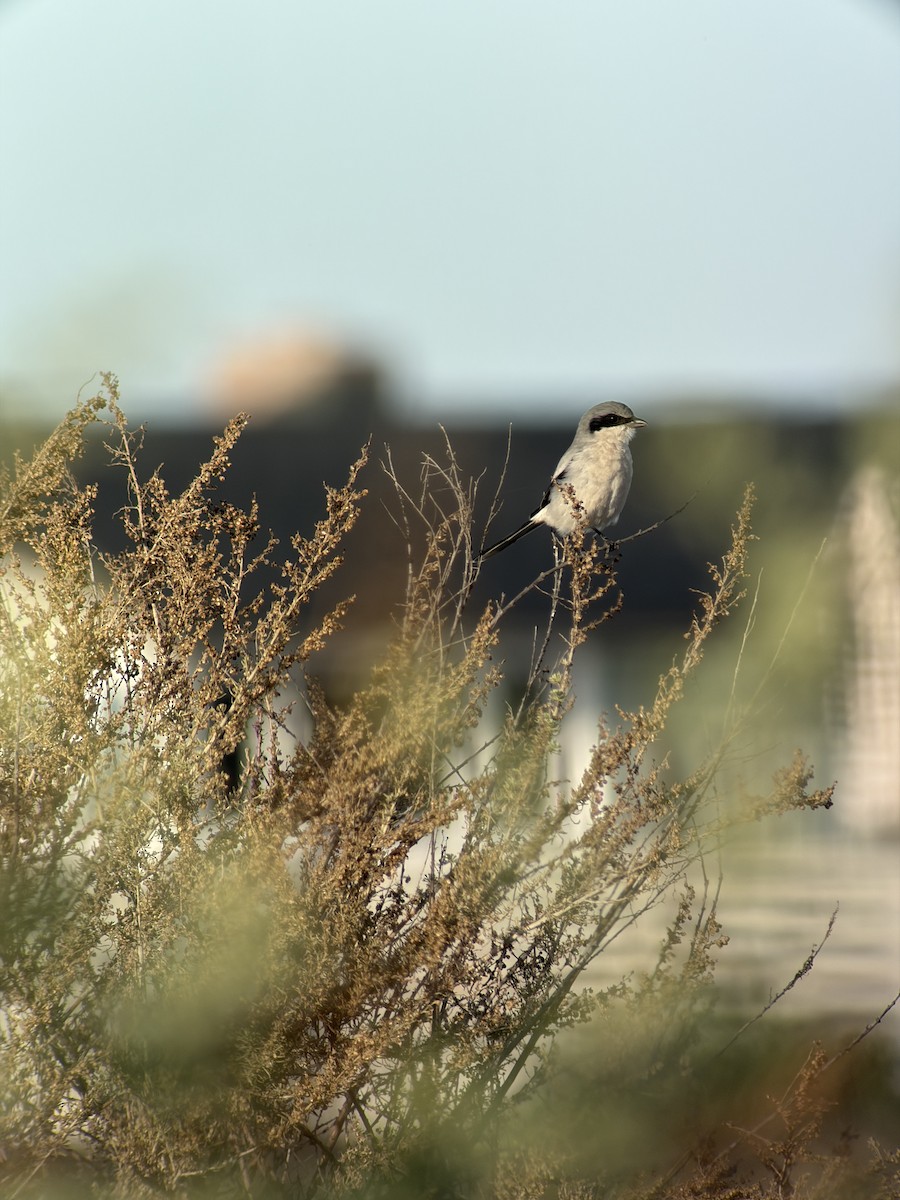 Loggerhead Shrike - ML643772340