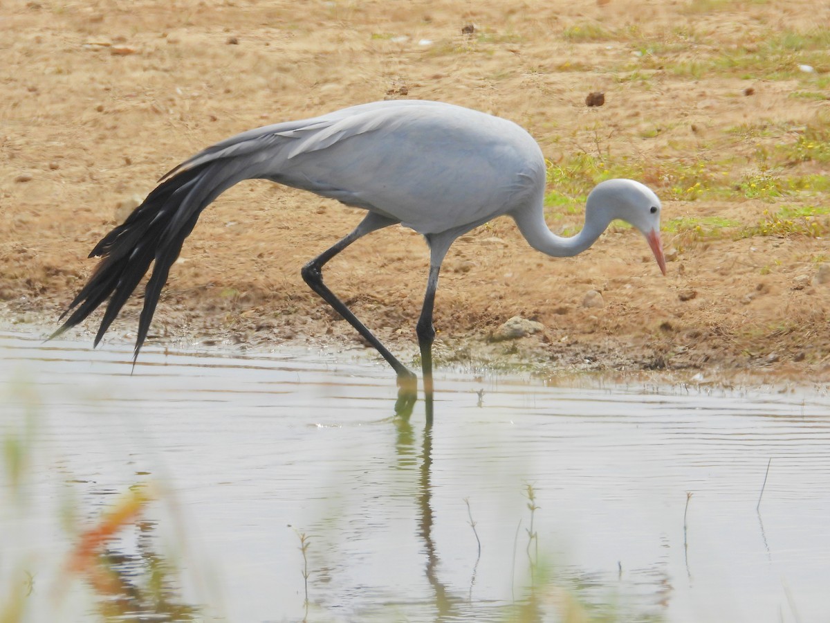 Blue Crane - ML643772354