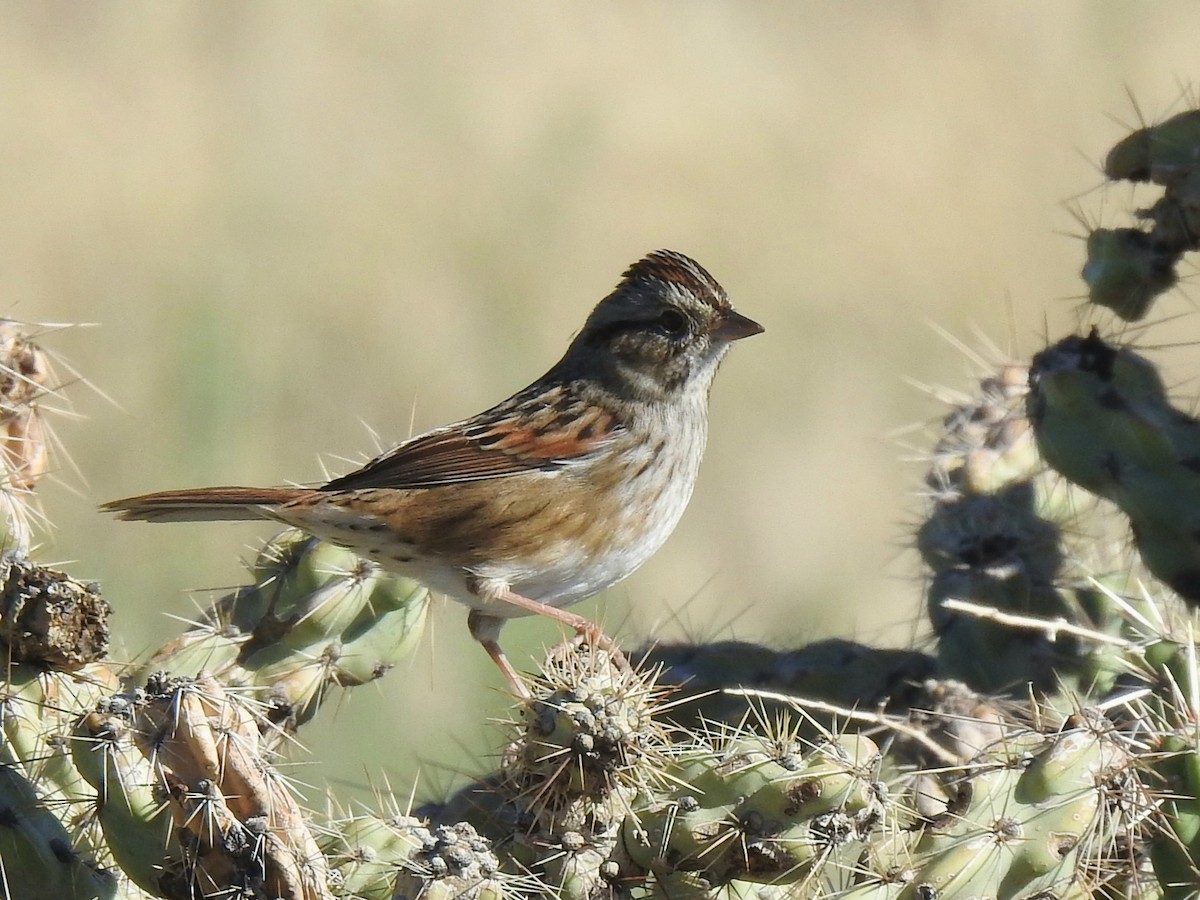 Swamp Sparrow - ML643772357
