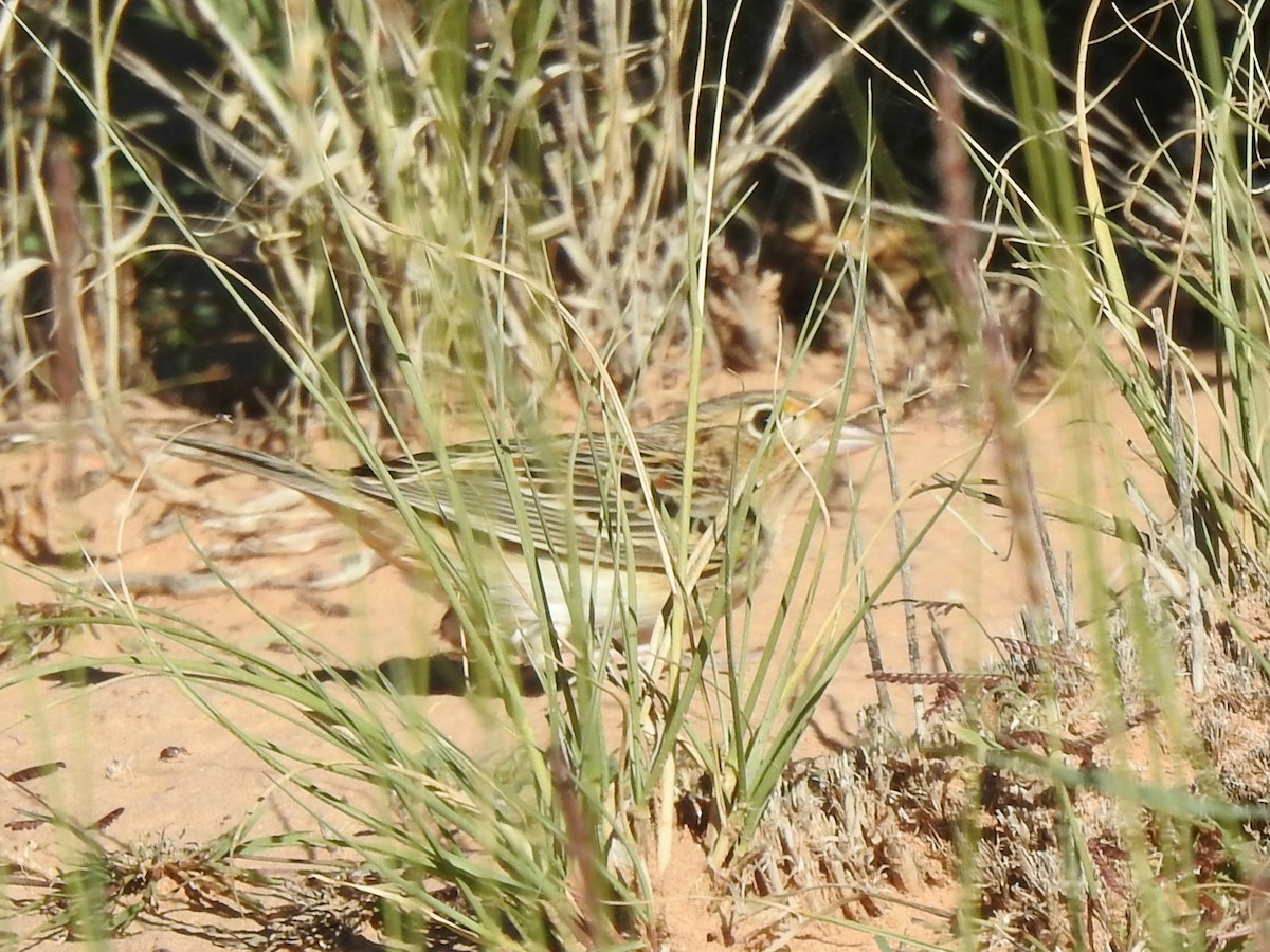 Grasshopper Sparrow - ML643772365