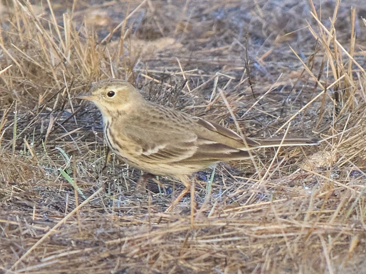 American Pipit - ML643772368