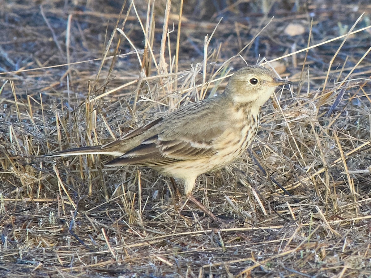 American Pipit - ML643772370