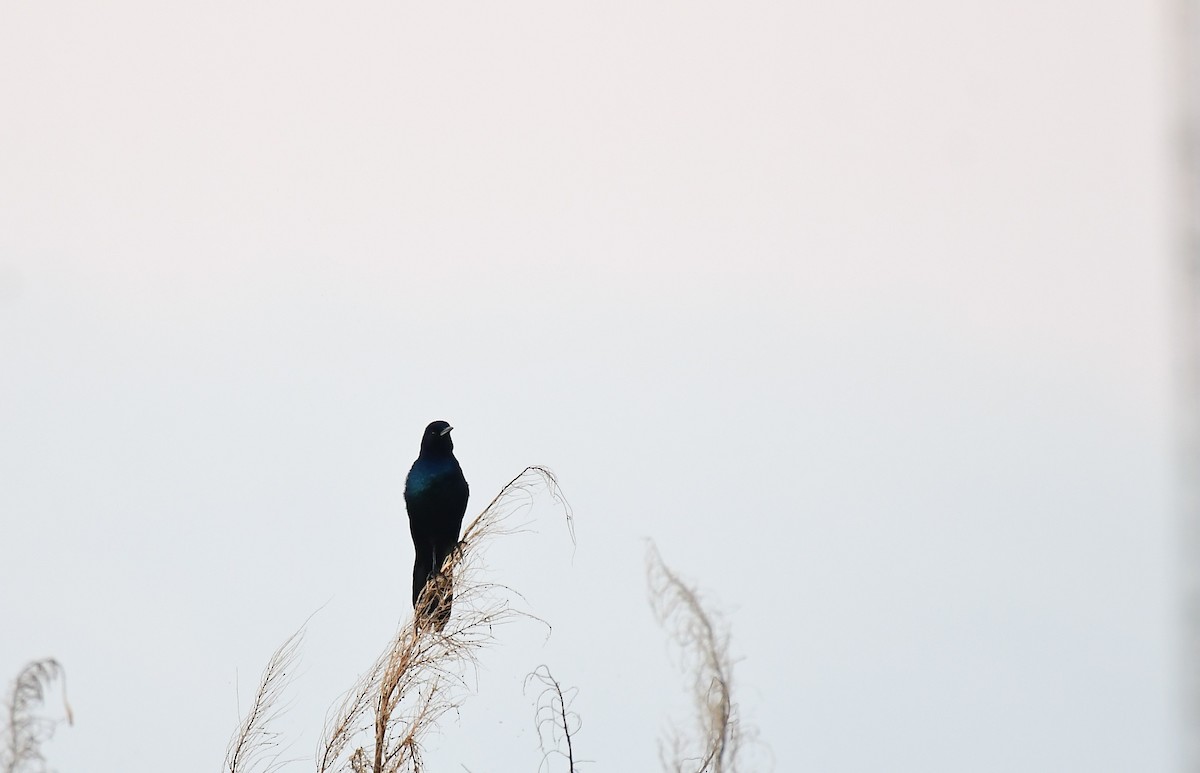 Boat-tailed Grackle - ML643772372