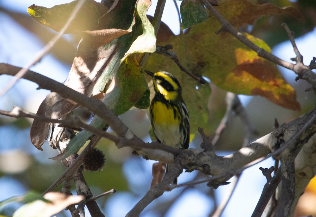 Townsend's Warbler - ML643772382